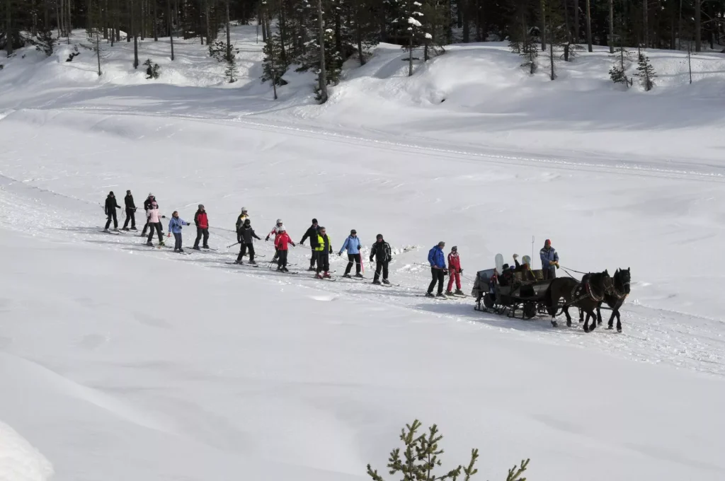 Dog tow on ski slopes