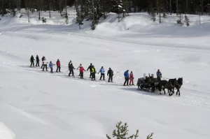 Dog tow on ski slopes